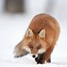 Lyudmila Gayduk