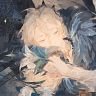 puriiri_14