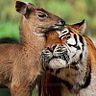 Tigre Toño Aragon Garcia