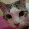 CatiCat