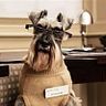 Dogtor Dogbertini