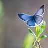 Holly Blue