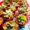 Succulent Sale