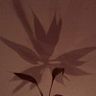 Viento Mariposa