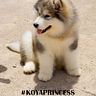 Puka Alaskan Malamute