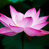 Lina Rojas