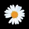 Flor Rivera