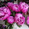 maureencarlisle10
