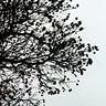 amaly_h