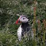 Playful Puffin