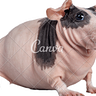 sarafraguer