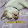 Wiruj Suwanpramote
