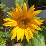 Sunshine