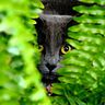 horticultrice_feline