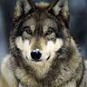 lobito_guapo