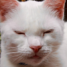 angelqamour