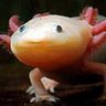 Rosa Axolotl
