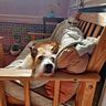 agus862