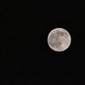 Lobo Luna