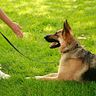 private dog training lessons