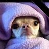 Lily Pastorino