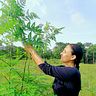 alma_moringa
