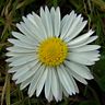 Daisy Flower