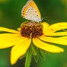 adanesneperez5