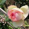 florabrunelli429