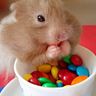 fluffy_hamster