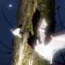 greedybat