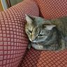 salma_mesih