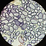 dayris ubillus