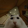 Un Gato