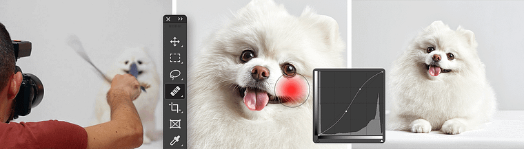 Introduction to Dog Photography