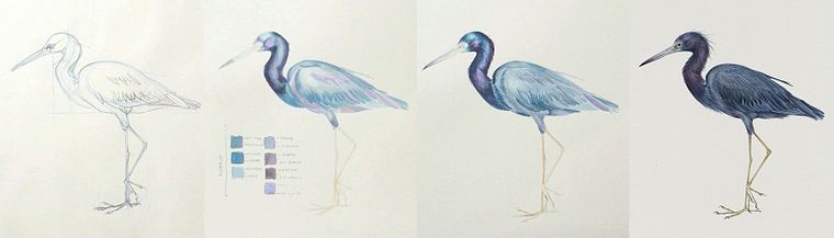 Ilustración naturalista de aves con acuarela