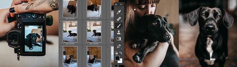 Photographie lifestyle de chiens