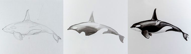 Techniques d'illustration naturaliste : baleines à l'aquarelle
