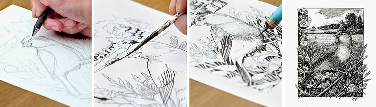 Illustratie met een kroontjespen en inkt: leg de natuur vast