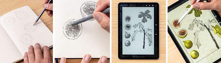 Botanical Illustration: From Notebook to Print
