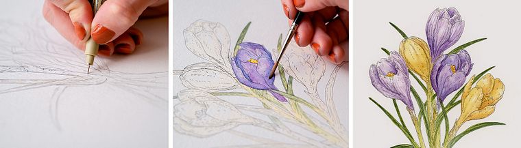 Naturillustration mit Aquarell und Stift