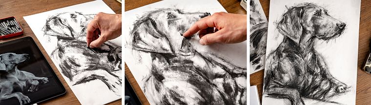 Animal Illustration with Charcoal and Ink