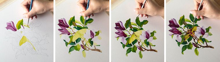 Illustrazione naturalistica con acquerelli e gouache