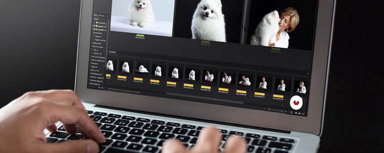 Introduction to Dog Photography