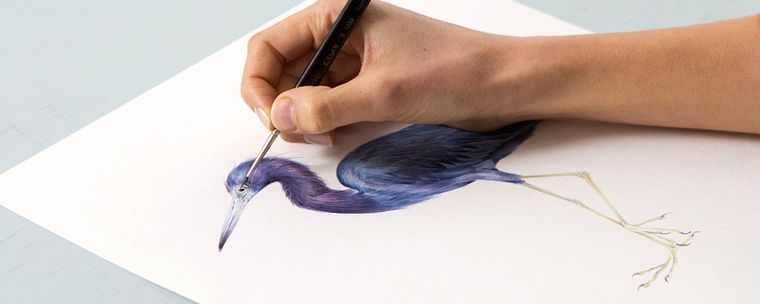 Ilustración naturalista de aves con acuarela