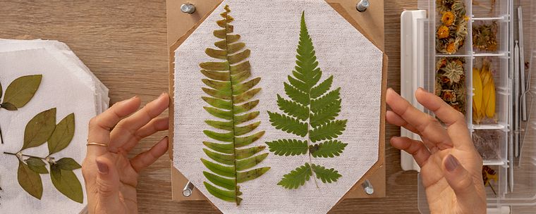 Techniques de base pour le pressage de plantes