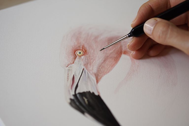 Flamenco Chileno Chilean Flamingo Domestika