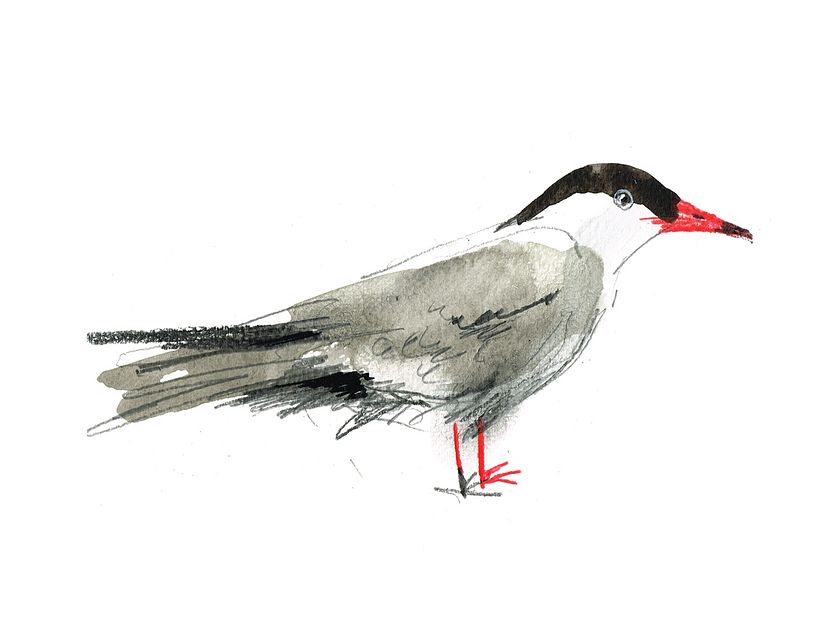 Watercolor Essentials: Learn with Laura McKendry by Laura McKendry