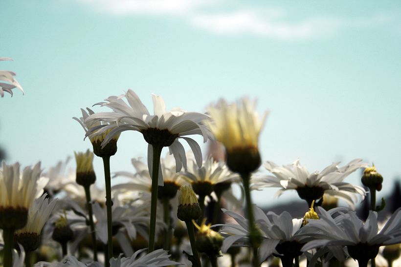 Flores 1