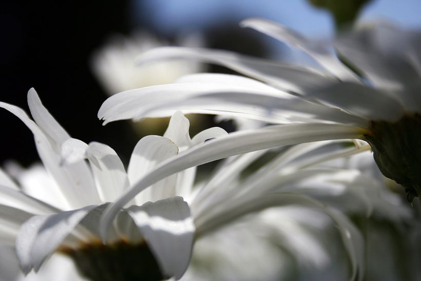 Flores 3
